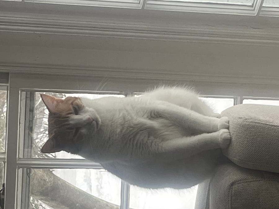 Meowsers resting on the back of a couch by a window
